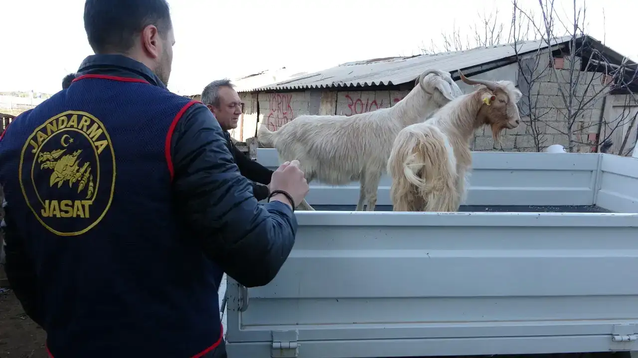 Manavgat’ta Hayvan Hırsızlığına Darbe! 8
